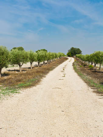 Olive Grove in Spainの写真素材
