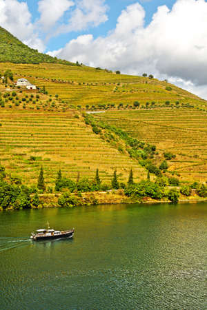 Vineyards in the Valley of the River Douro, Portugal