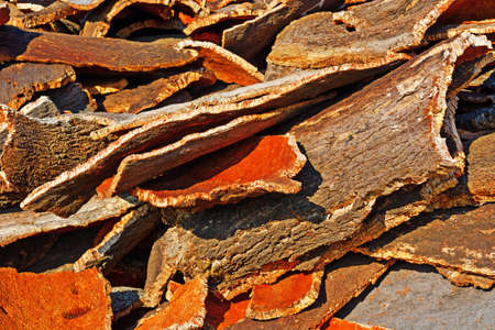 Drying of Corcwood for Making Wine Corks in Portugalの写真素材