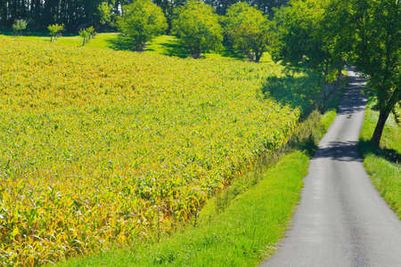 Plantation of Corn in the French Limousen