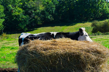 Cow Grazing on Alpine Meadows in Franceの写真素材