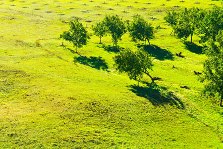 Sunny Glade in the French Limousenの写真素材