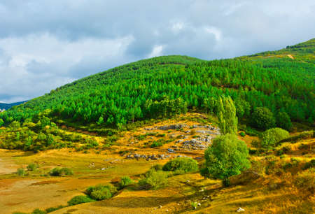Coniferous Forest on the Mountains in Spainの写真素材