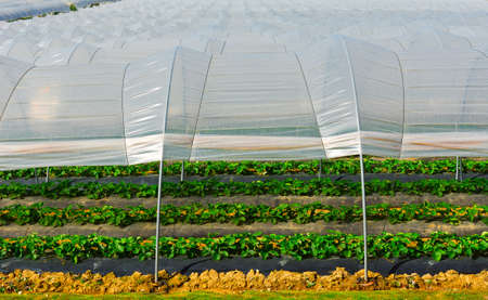 Strawberry Beds inside the Greenhouse in Franceの写真素材