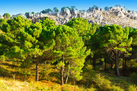Coniferous Forest on the  Mountains in Spainの写真素材