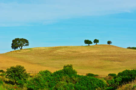 Trees on the Hill in Spainの写真素材