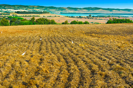 White Herons on the Field in Spainの写真素材