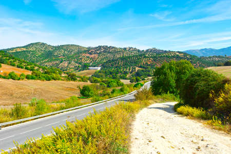 Olive Groves in the Cantabrian Mountain, Spainの写真素材
