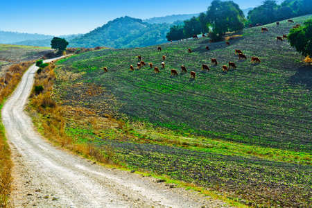 Dirt Road Leading to the Pasture in Spainの写真素材