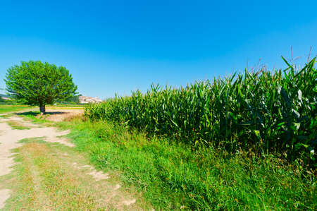 View of the Medieval City in Tuscany, Italyの写真素材