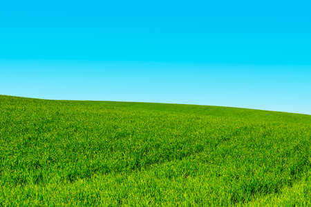 Green Field in Israel, Springの写真素材