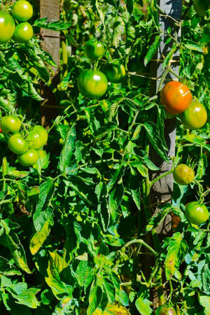 Vegetable Garden in Franceの写真素材