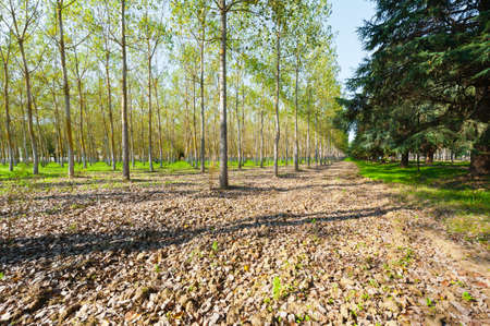 Dirt Road in Deciduous Forest in the French Alps
