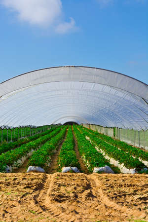Strawberry Beds inside the Greenhouse in Portugalの写真素材