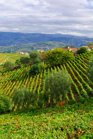 Extensive Vineyards on the Hills of Portugalの写真素材