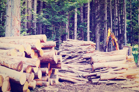 Sawed Firewood in the  Forest
