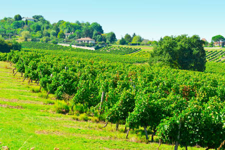 Grapes in the Autumn in Bordeaux, France