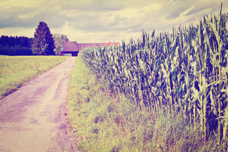 Asphalt Path between Corn  Fields in Bavariaの写真素材