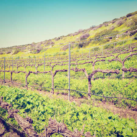 Vineyard in Israel
