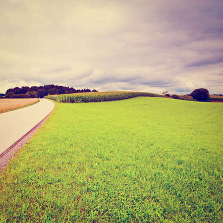 Asphalt Road between Corn and Wheat Fields in Germany