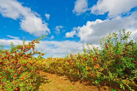 Apples on the Tree Ready for Harvests in Portugalの写真素材