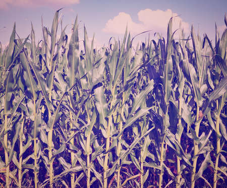 Plantation of  Corn in  Germanyの写真素材