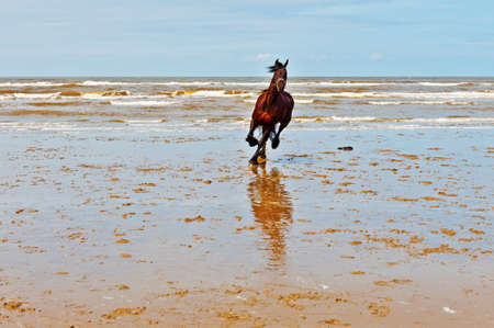Dancing Horse on the North Sea Coast in Zealand, Netherlandsの写真素材
