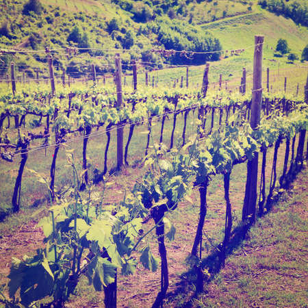 hill of tuscany with vineyard in the chianti region,の写真素材