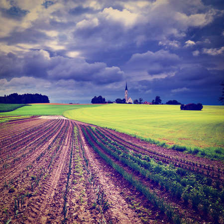 plantation of cabbage and church on the hill in bavaria,の写真素材