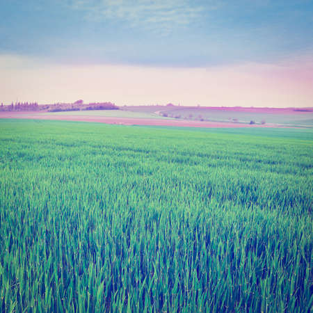 green pasture in the belgium,の写真素材