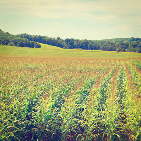 Plantation of Corn in the French Limousen, Retro Effectの写真素材