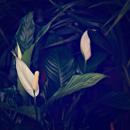 White Flower on  Blurred Background of the Plant, Retro Effectの写真素材