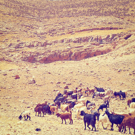 Herd of Goats Grazing in the Mountains of Samaria, Retro Effectの写真素材