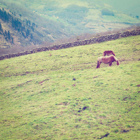 Horses Grazing on Alpine Meadows on the Slopes of the Pyrenees, Retro Effect の写真素材
