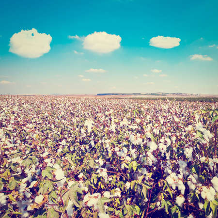 Ripe Cotton Bolls on Branch Ready For Harvests, Retro Effectの写真素材