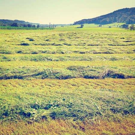 The Bavarian Village Surrounded By Mown Fieldsの写真素材