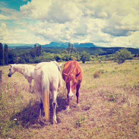 Horses Grazing on a Meadow of the French Alps, Retro Effectの写真素材