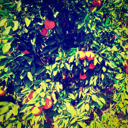 Oranges on the Tree Ready for Harvests, Retro Effectの写真素材
