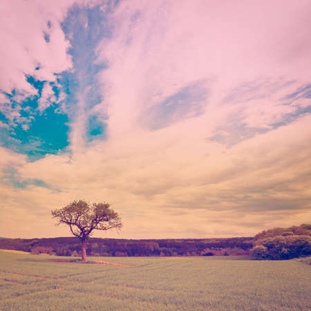 Single Tree Surrounded by Green Fields, Retro Effect