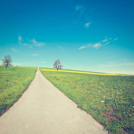  Flowering Trees Surrounded by Sloping Meadows in Switzerland, Retro Effect