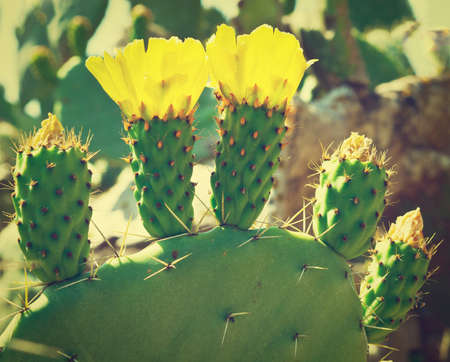 ThiÑket of Pricly Pear, Opuntia Ficus Indica in Israel, Retro Effectの写真素材