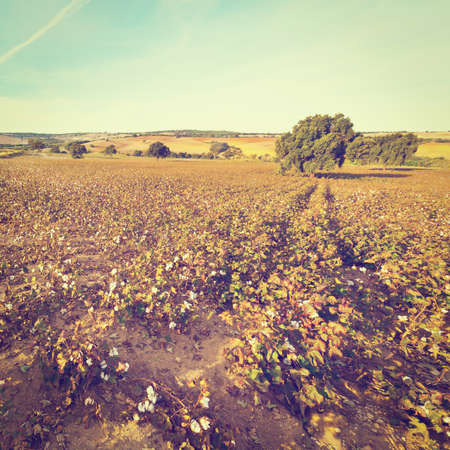 Ripe Cotton Bolls on Branch Ready for Harvestsの写真素材