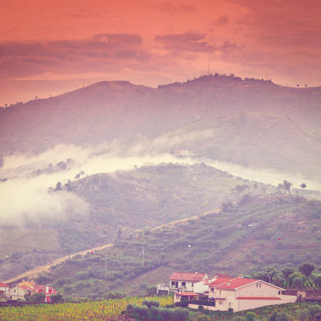 Extensive Vineyards on the Hills of Portugalの写真素材