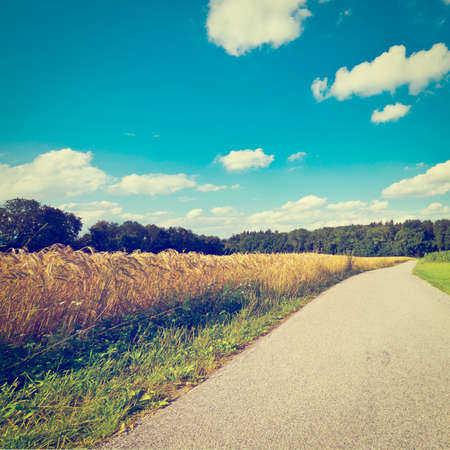 Asphalt Path between Corn and Wheat Fields in Bavaria, Germanyの写真素材