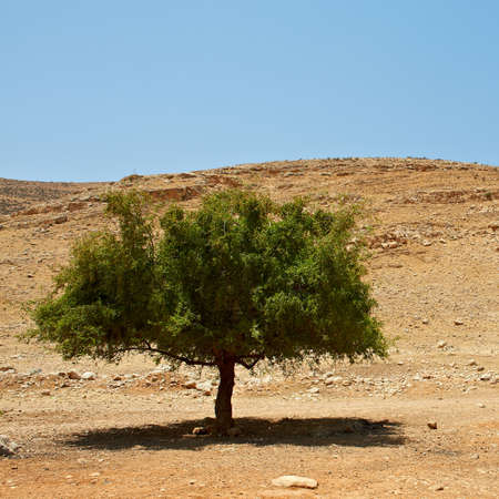 Big Stones and Trees  in Sand Hills of Samaria, Israelの写真素材