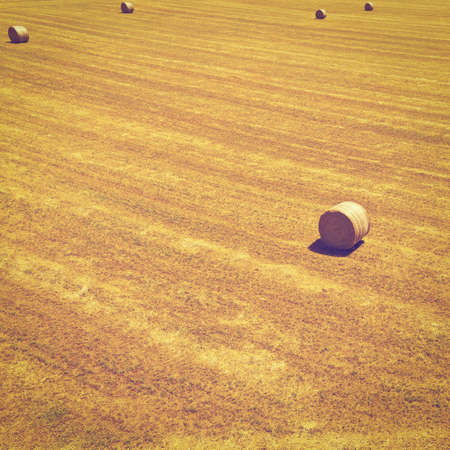 Landscape with Many Hay Balesの写真素材