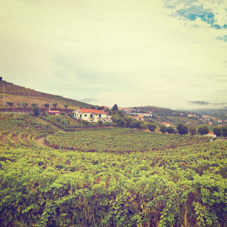 Extensive Vineyards on the Hills of Portugalの写真素材