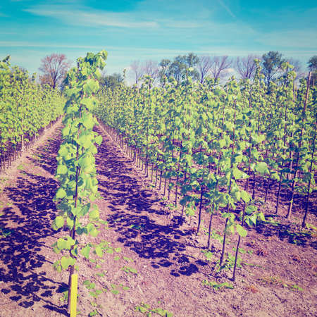 Neat Rows of Young Plants in the Nursery Gardenの写真素材