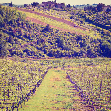 Hill of Tuscany with Vineyard in the Chianti Regionの写真素材
