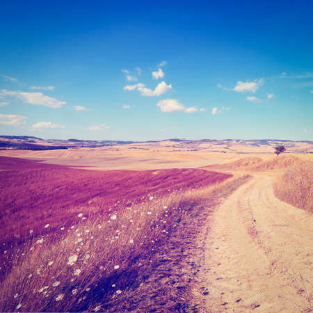 Dirt Road Leading to the Farmhouse in Tuscany, Italyの写真素材